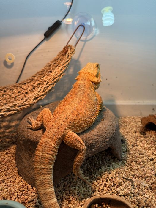 Agamy brodate samiec i samica