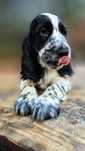Cocker Spaniel Angielski - przepiękny rodowodowy piesek niepowtarzalny