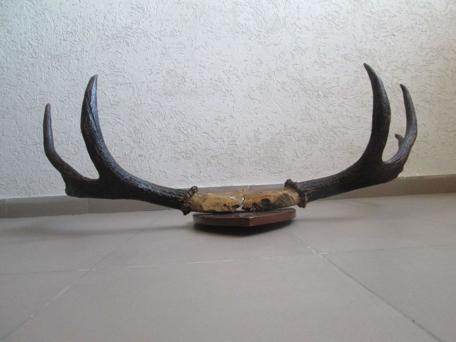 Роги оленячі декоративні (по 4-и відростки) Настінні, 100 х 60 см