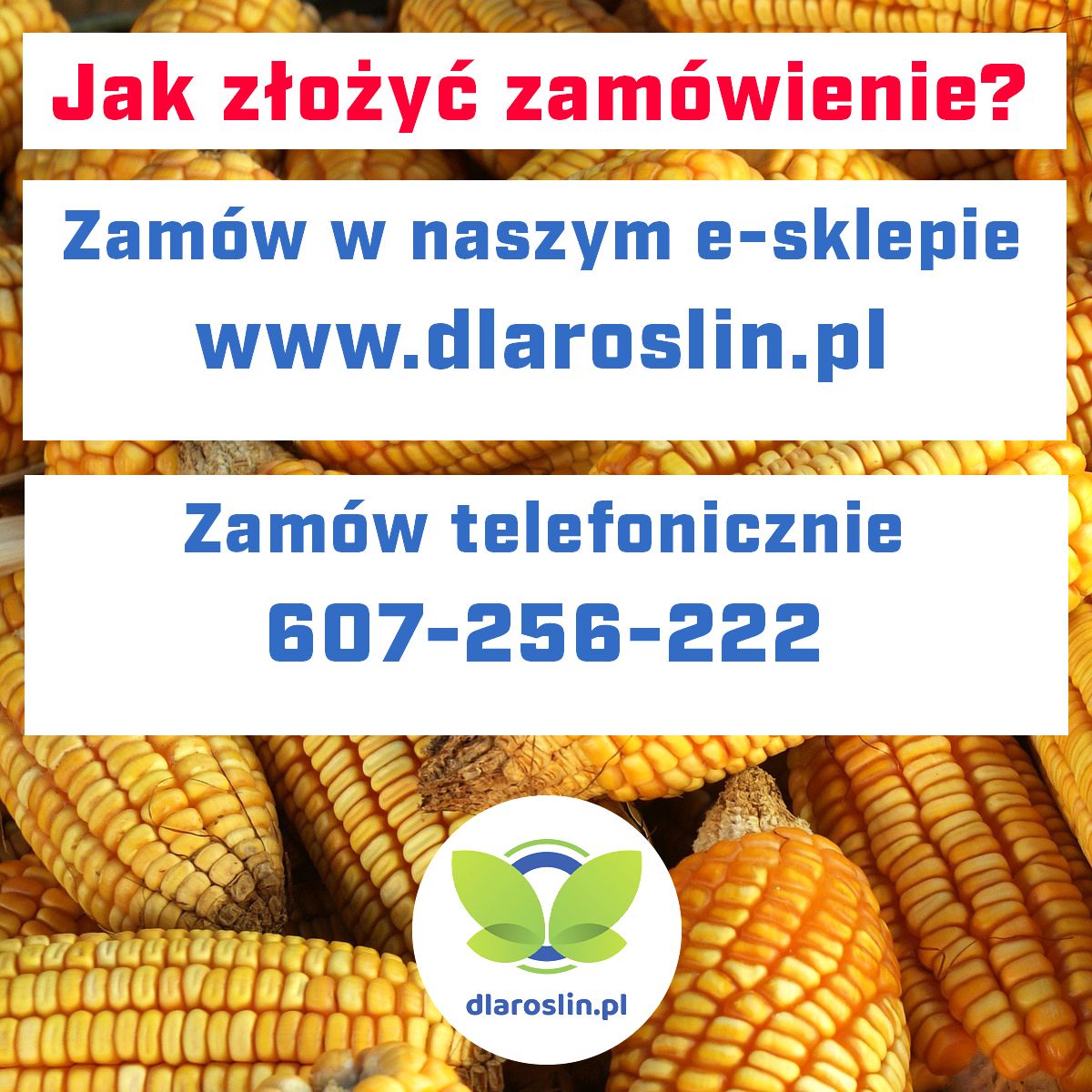 Kukurydza LID 2210C F1, C1, opak. 50 tys.nas. | dlaroslin.pl
