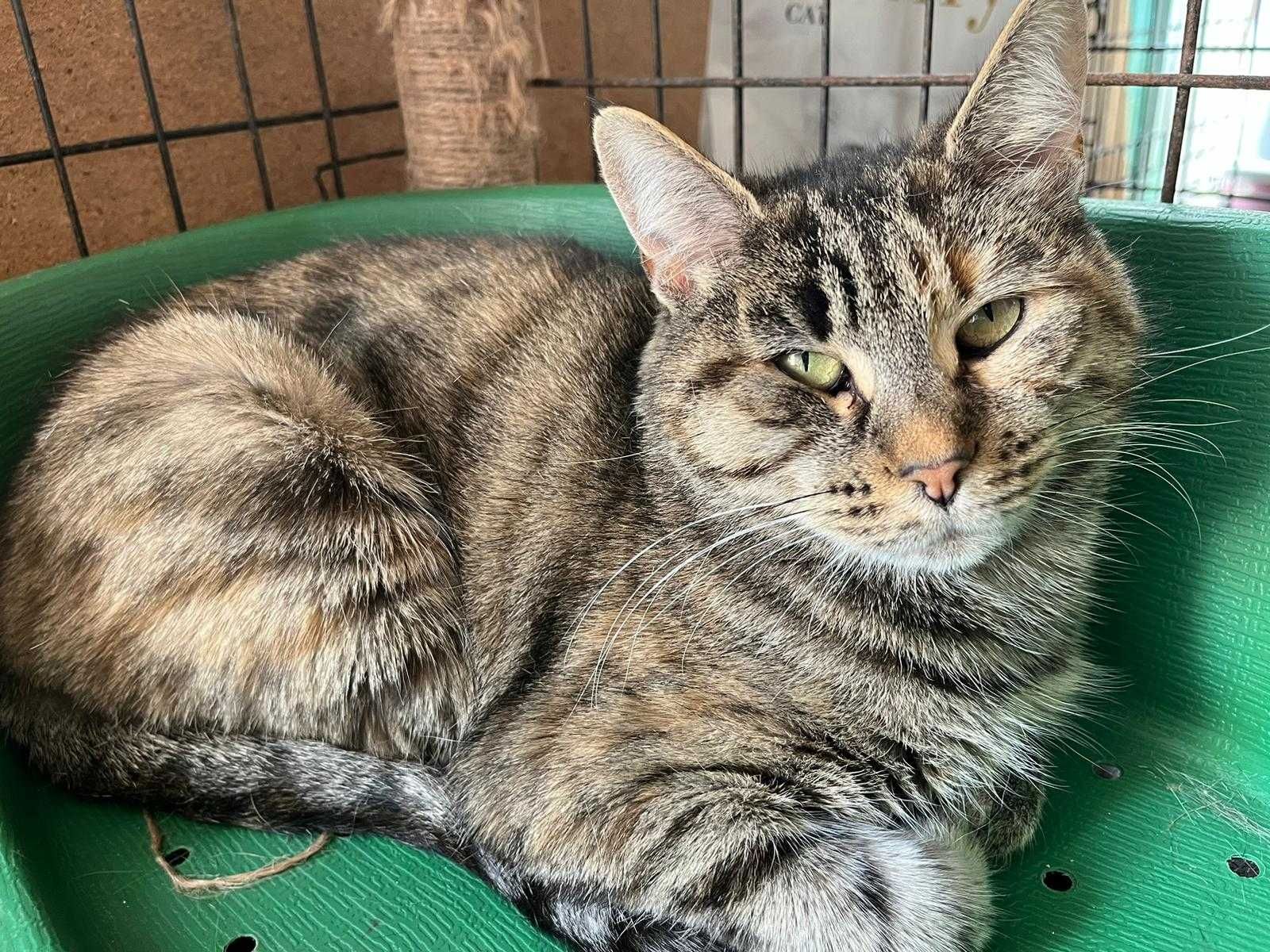 Sabrina - Para Adopção