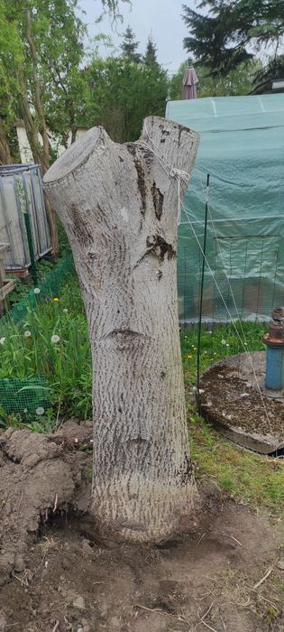 Pień orzecha włoskiego