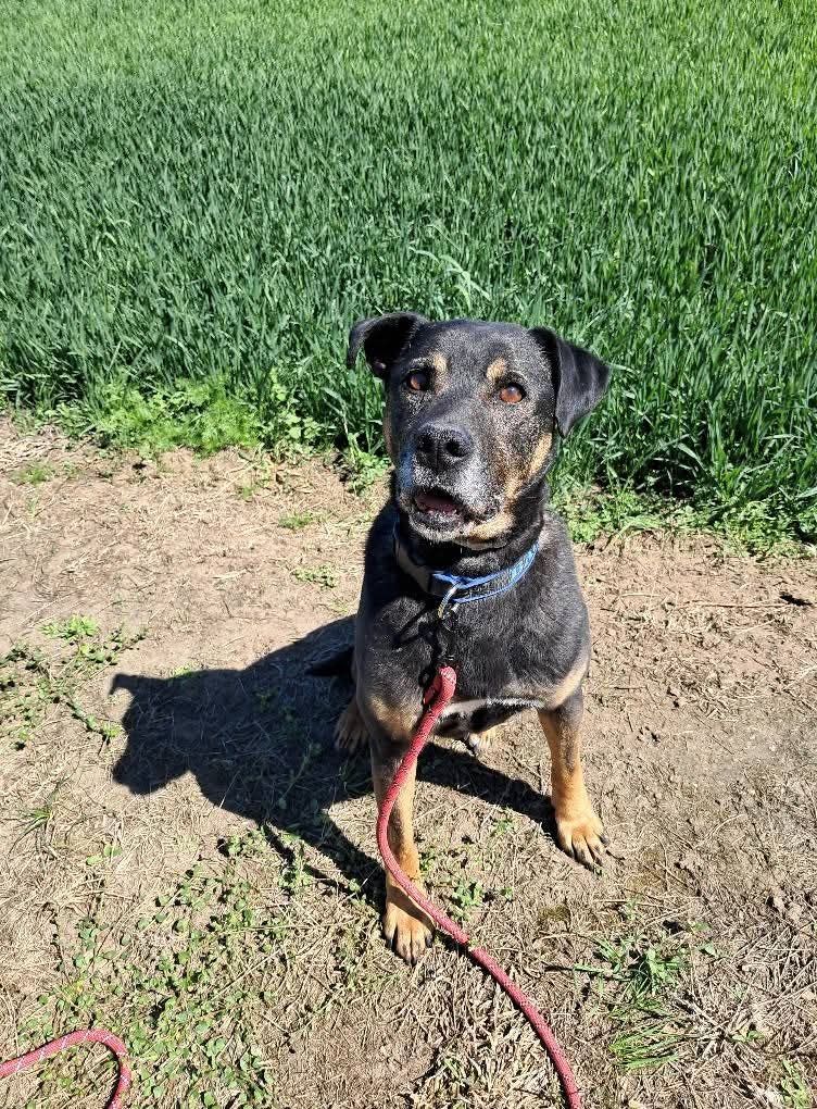 Baki do adopcji!