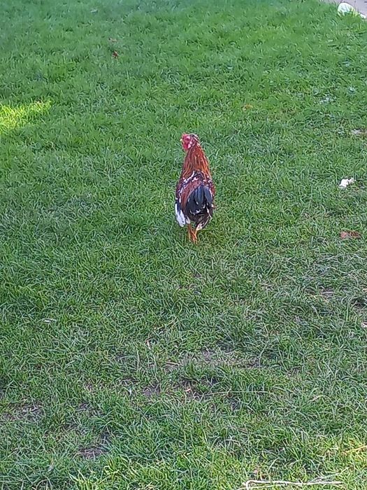 Koguty liliputy i zwykłe sprzedam