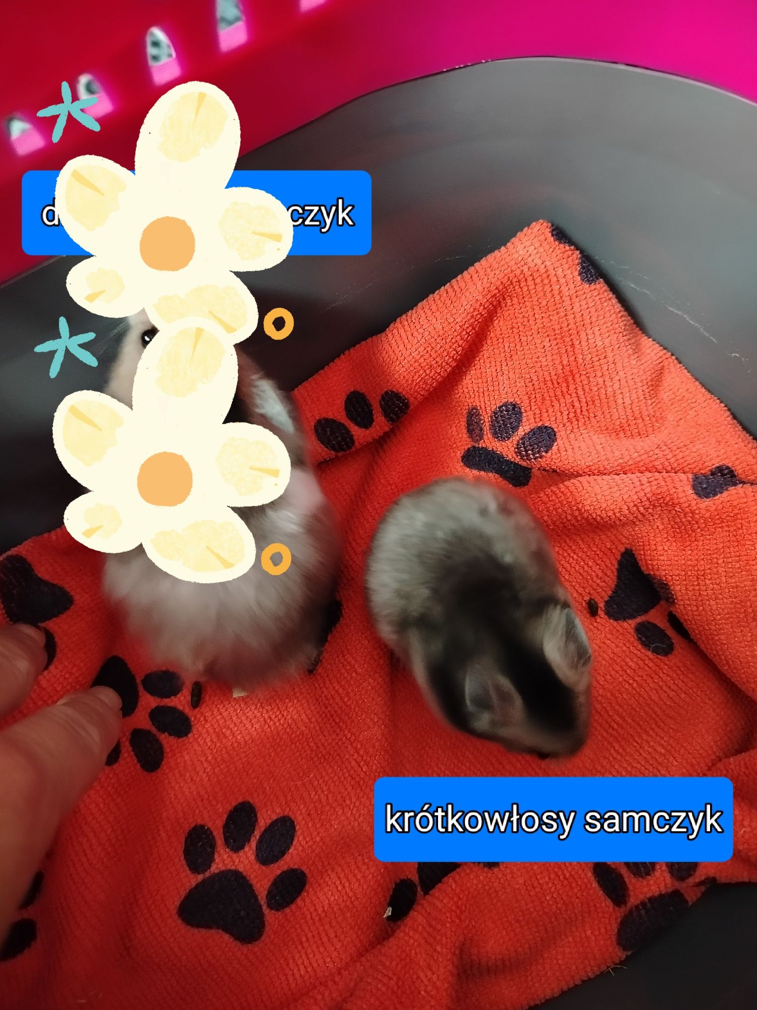 Chomiki syryjskie młode