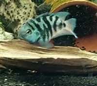 Pielęgnica papuzia blue tiger od Tapajos.pl W-wa dużo ryb i roślin