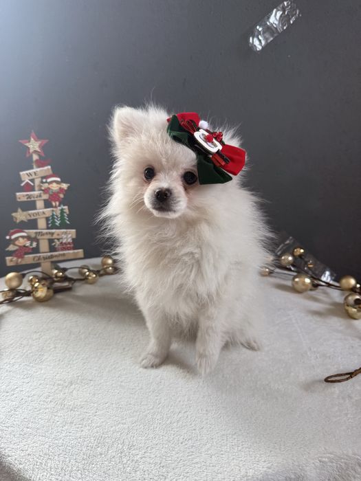 Spitz alemão Fofinha e Branquinha como a Neve