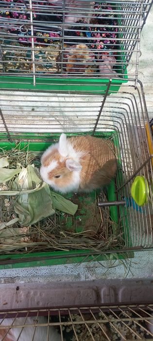 Кролики красивые