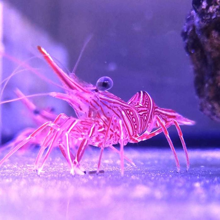 Rhynchocinetes durbanensis Krewetka tańcząca Korale.Pro