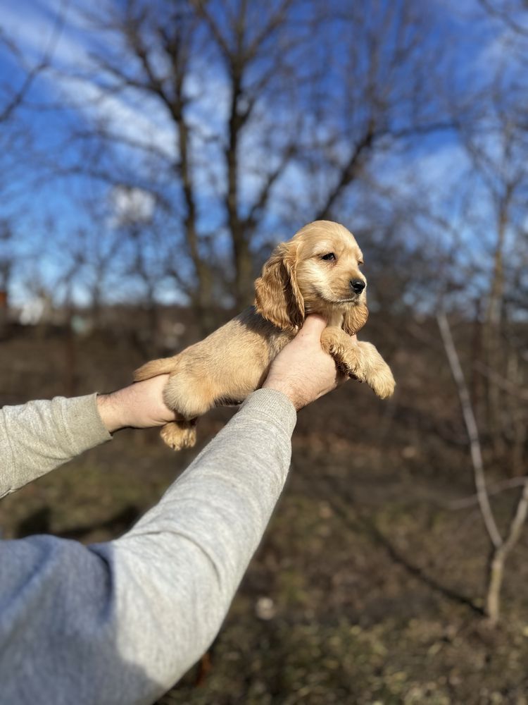 Бомбезний хлопчик англійського кокера