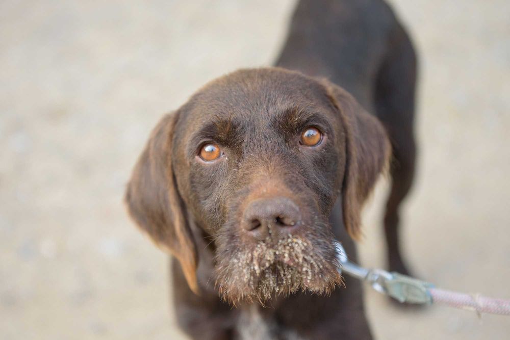 RAGNER - piękny, czekoladowy dżentelmen w typie wyżła
