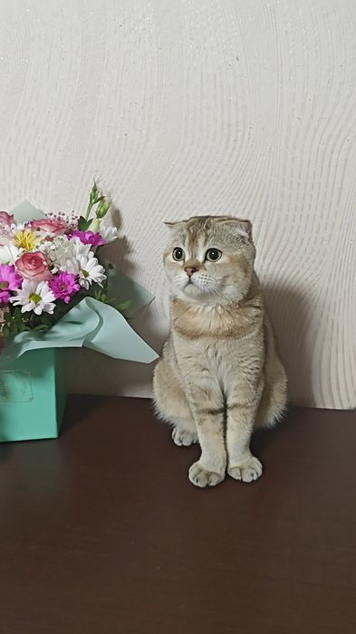 Шотландська висловуха дівчинка