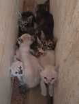 Adoção De Gatinhos