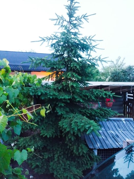 Продам або обміняю ялинки