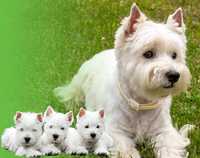 West highland white terrier