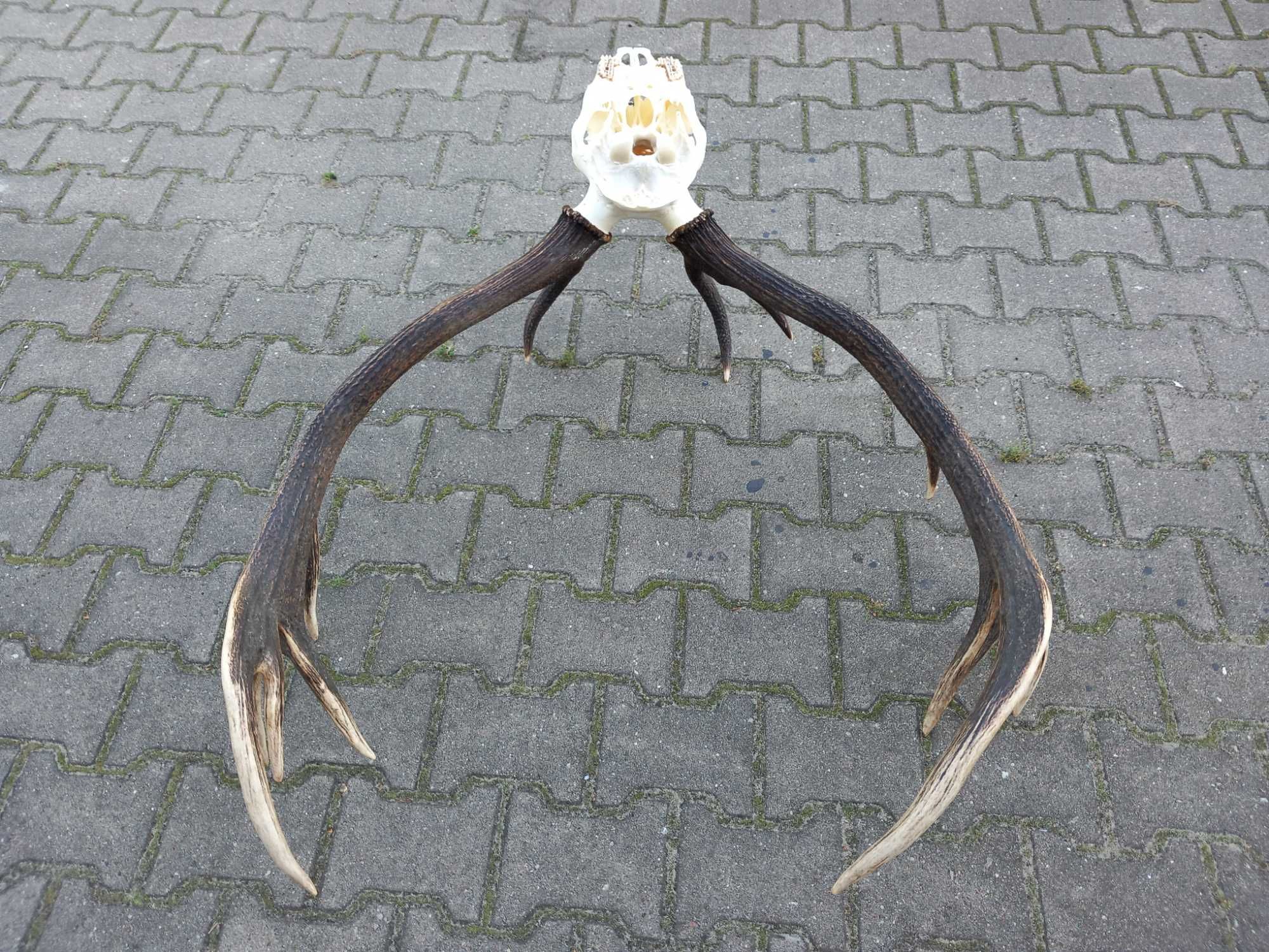 Poroże 7,4 kg, Byk, Wieniec, Jeleń, Rogi, Czternastak,