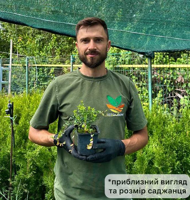 Саженцы брусники Коралл, Руно, саженцы клюквы Стивенс, Пилигрим