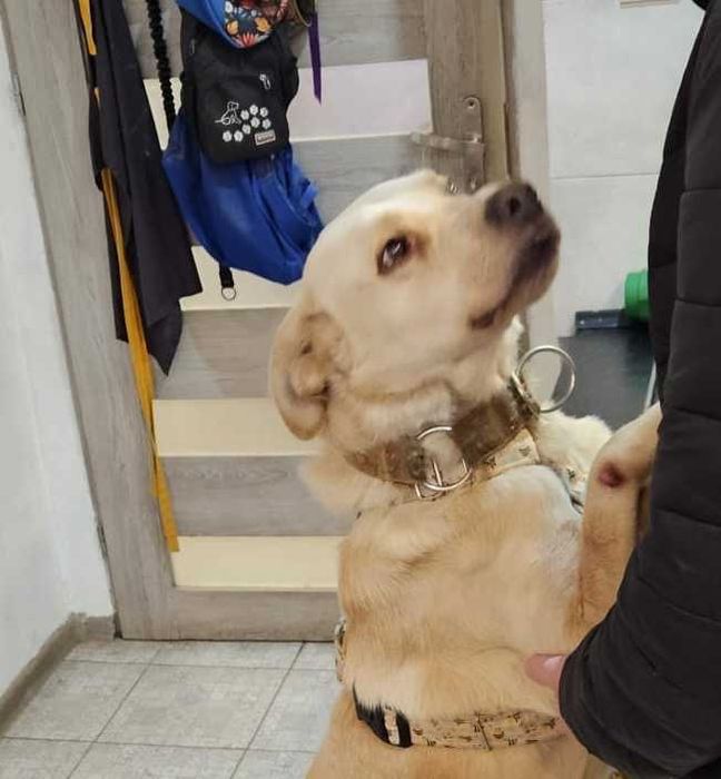 BREGUŚ pies w typie labradora o gołębim sercu szuka domu