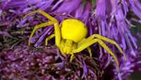 Цветочный паук Мизумена косолапая жуки гигас Обмен на телефон Смартфон