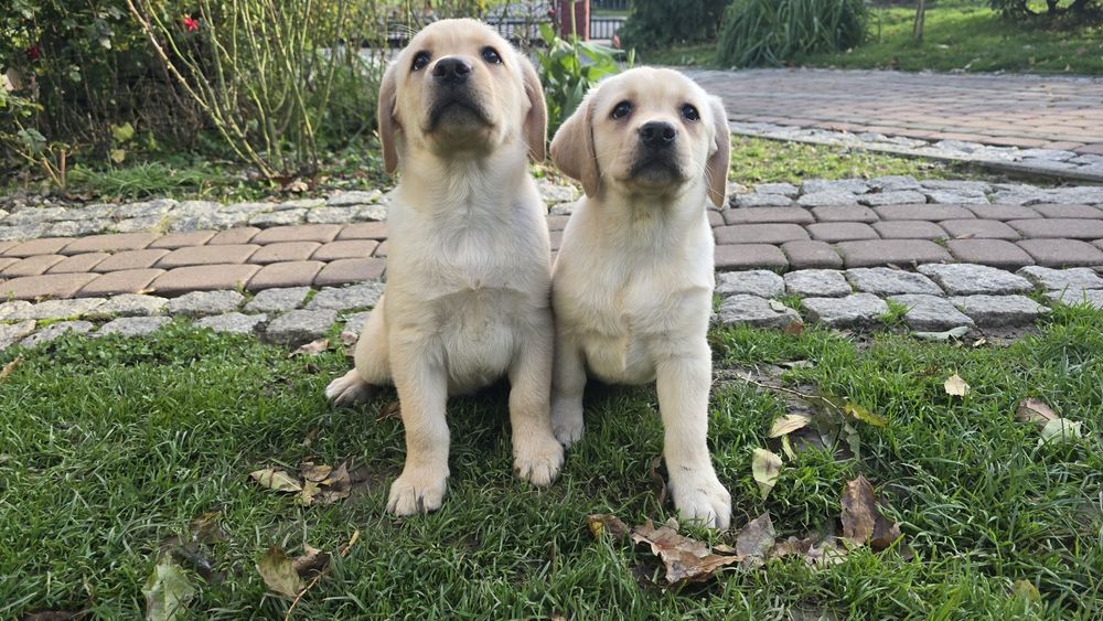 Labrador Retriever, biszkoptowy szczeniak! Już do odbioru!