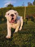 Buldog angielski FCI piesek