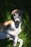 Chart angielski - whippet - Pies FCI/ZKwP