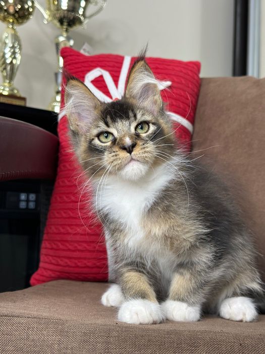 Ares-Kocurek Maine Coon