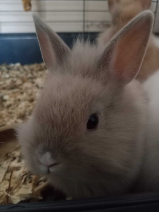 Króliki   młode oddam