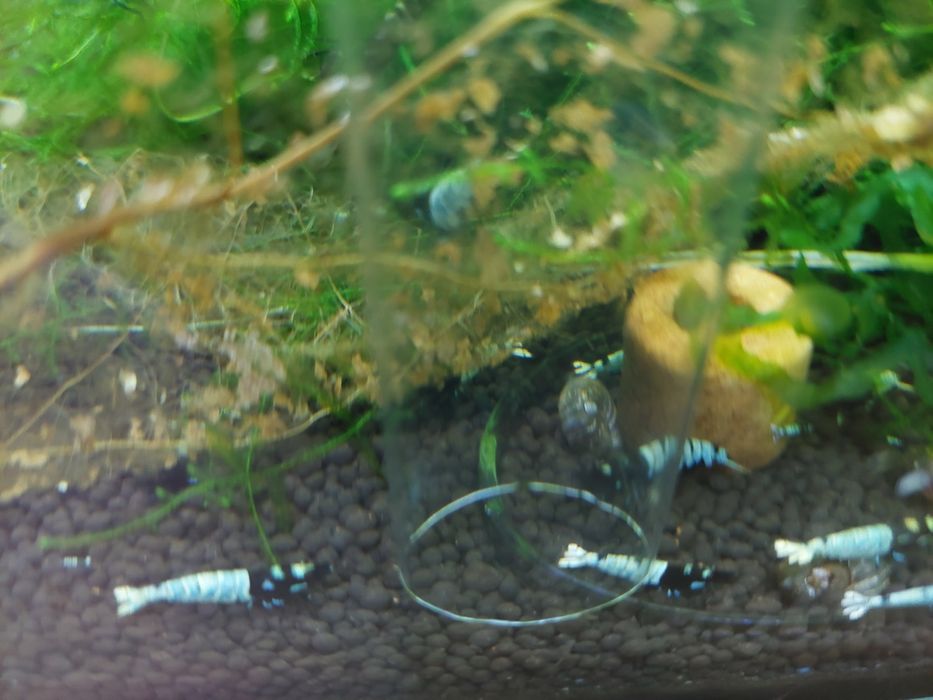 Krewetki Cardina Pinto Black