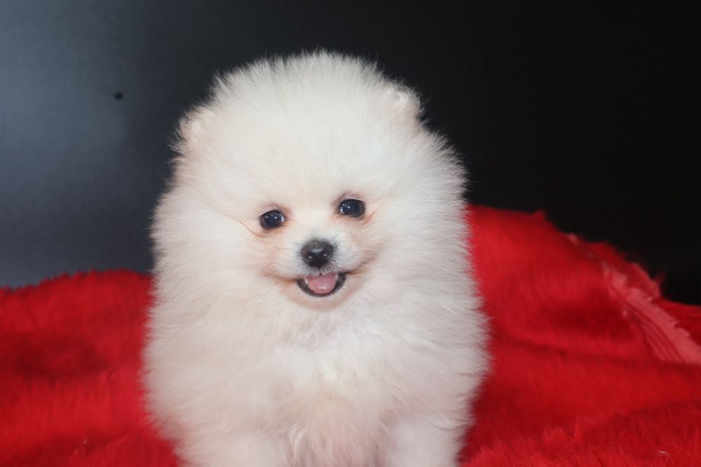 Szpic Miniaturowy pomeranian szczeniak !