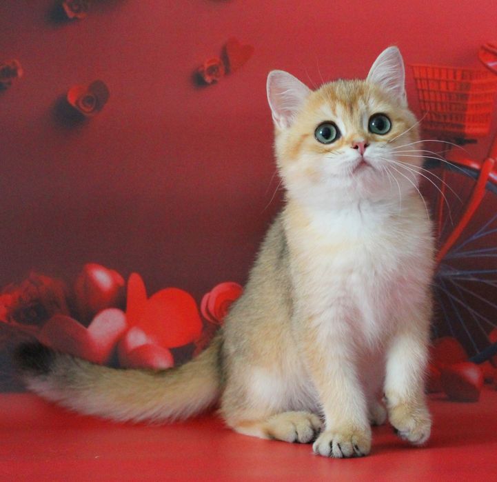 Найкращий золотий британський хлопчик для вас