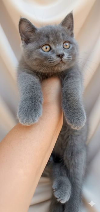 Пляшеві Шотландські, Британські висловухі, прямовухі котята!Поспішайте
