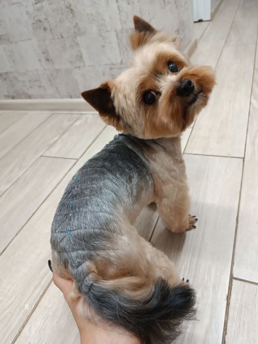 Стрижка собак Стрижка котів Ультразвукова чистка Послуги грумера