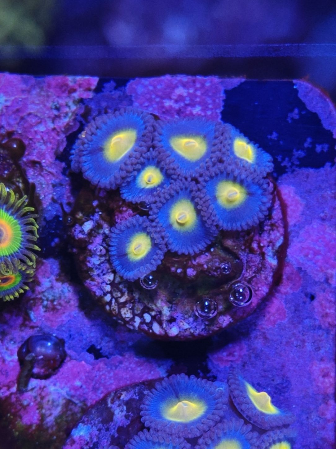 WWC AOI Zoanthus, Corais de Água Salgada
