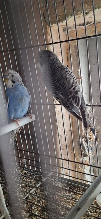 Periquitos portadores de fallow e asas cinza