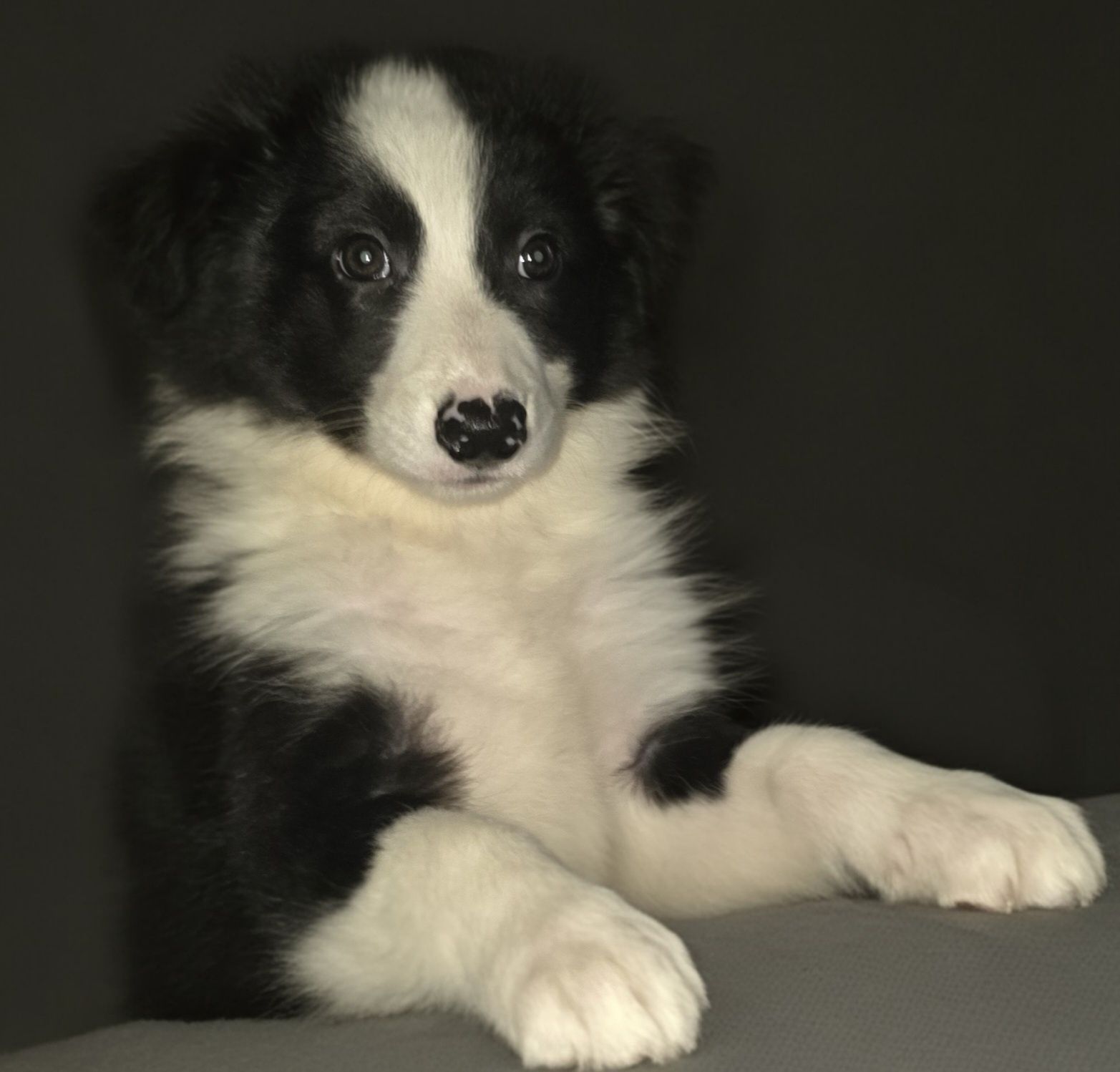 Sunia Border Collie