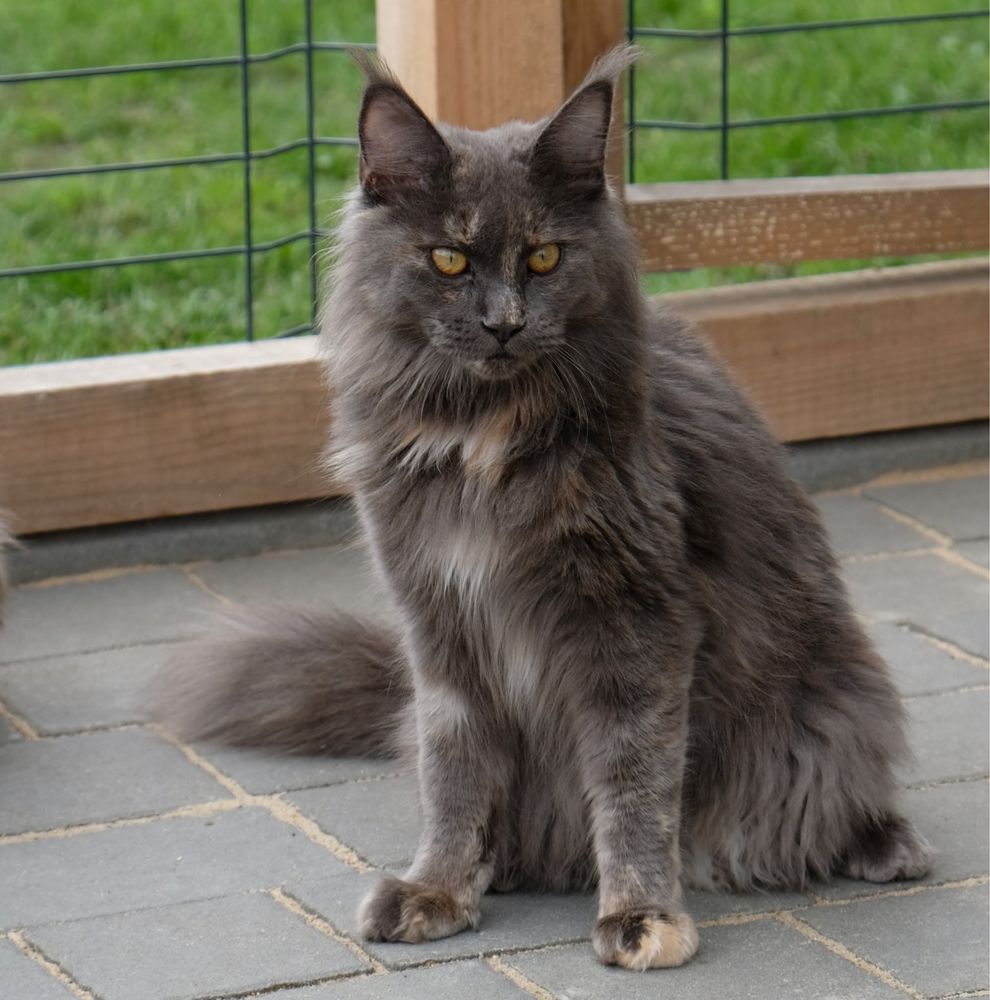 Maine coon kotka niebieski dymny szylkret z bielą FPL