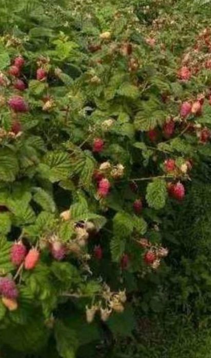 Malina Czerwona sadzonki