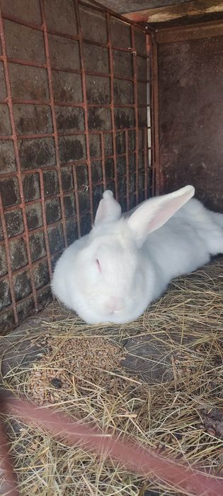 Кролі Шиншила Великан Термон На плем'я.