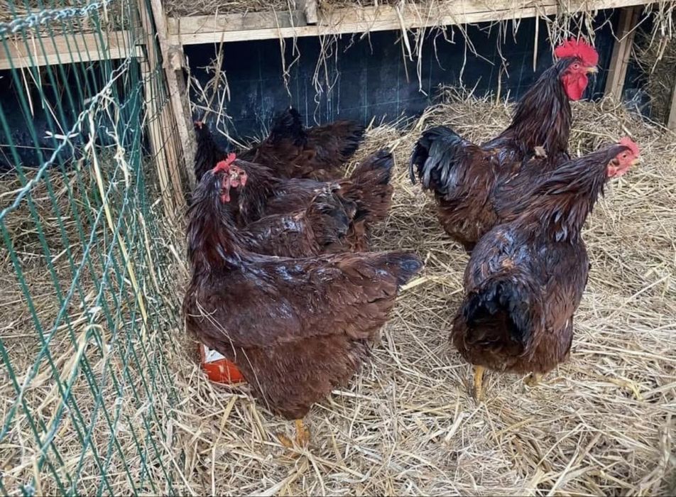 Rhode island red ovos