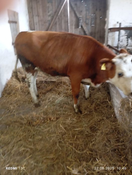 Jałówka jałówki simental cielna. Cielaki