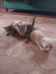 Котята в добрі руки