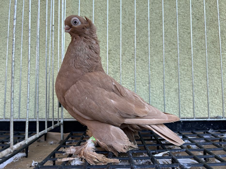 Gołębie ozdobne. Wywrotek mazurski samczyk 2025r