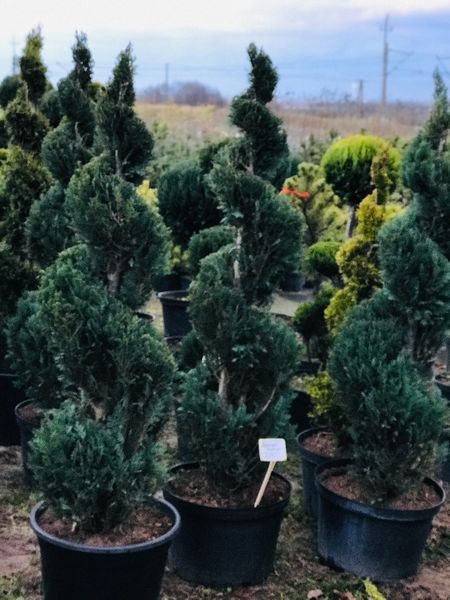 Bonsai Formowane Spirala z Cyprysa Columnaris Wys. 150 cm Cena 350 zł