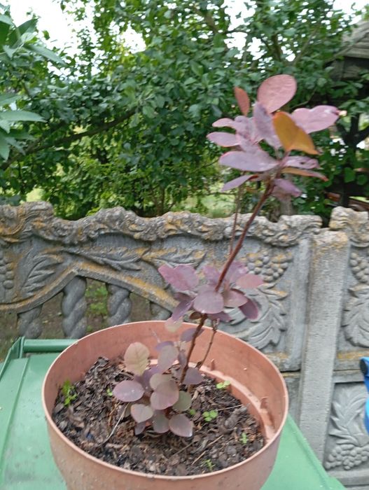 Sadzonka perukowca
