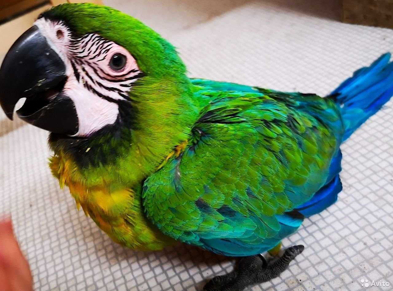 Наша специализация- попугаи ара