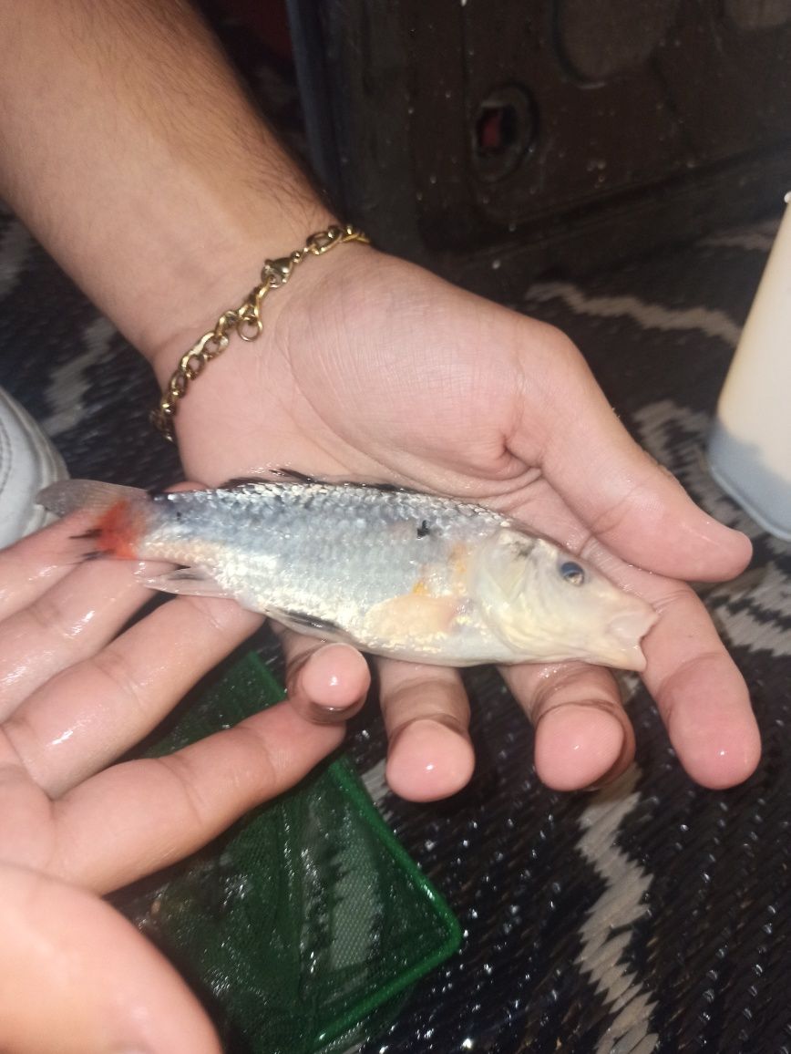 Carpas e cometas peixes