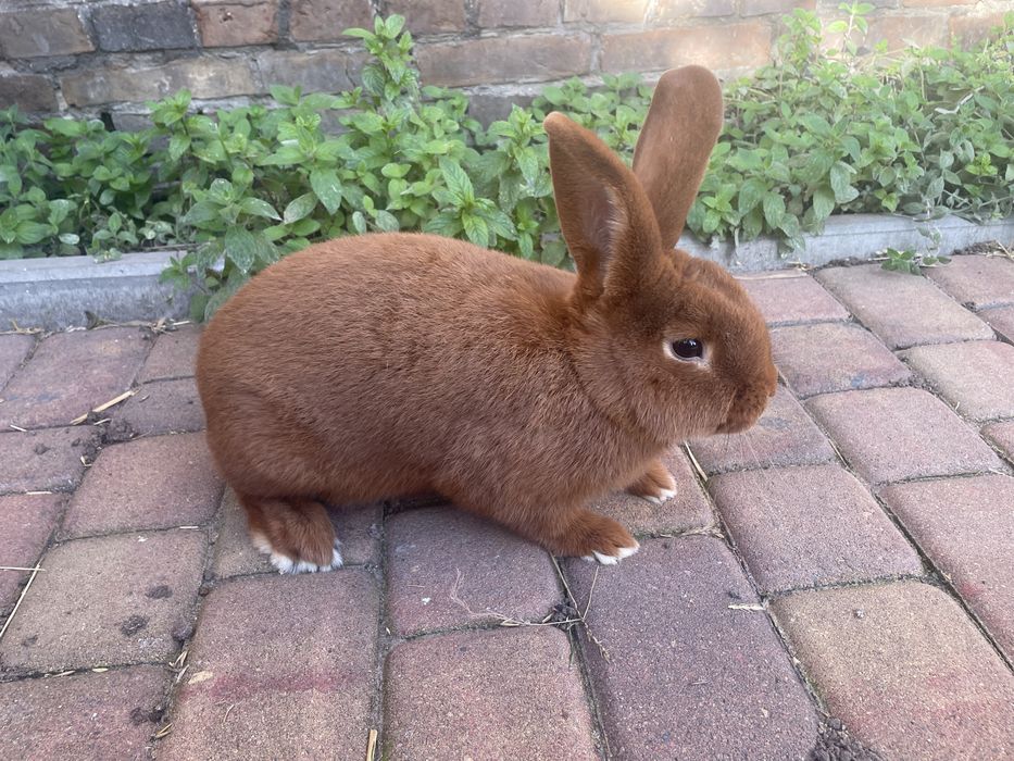 Samiec nc nowozelandzi czerwony