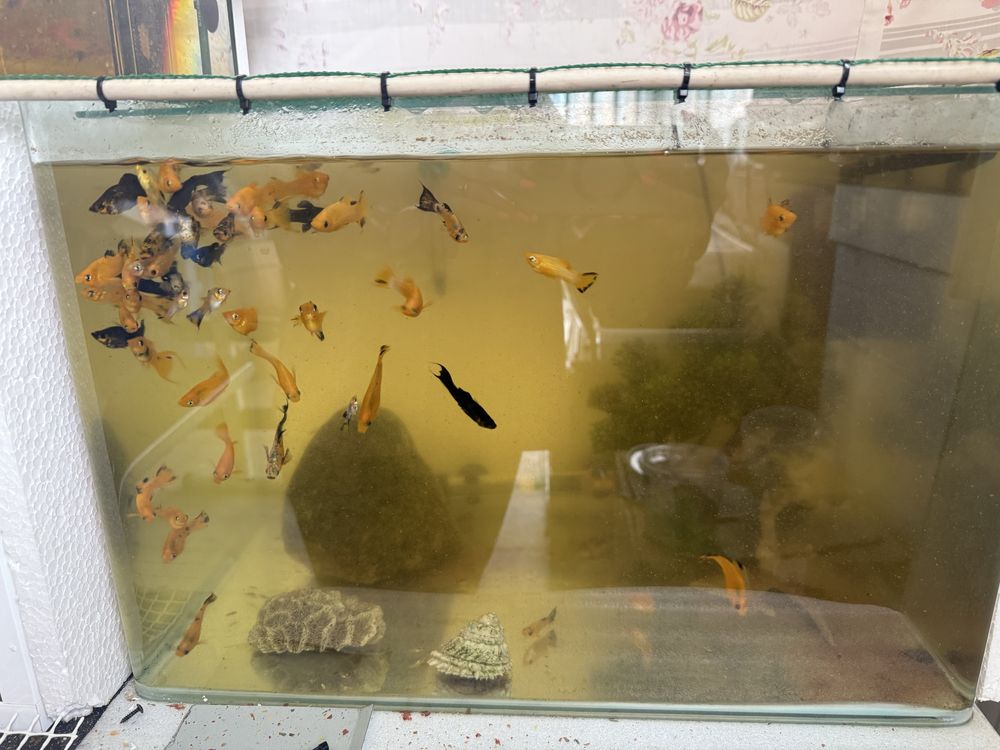 Peixes e aquarios