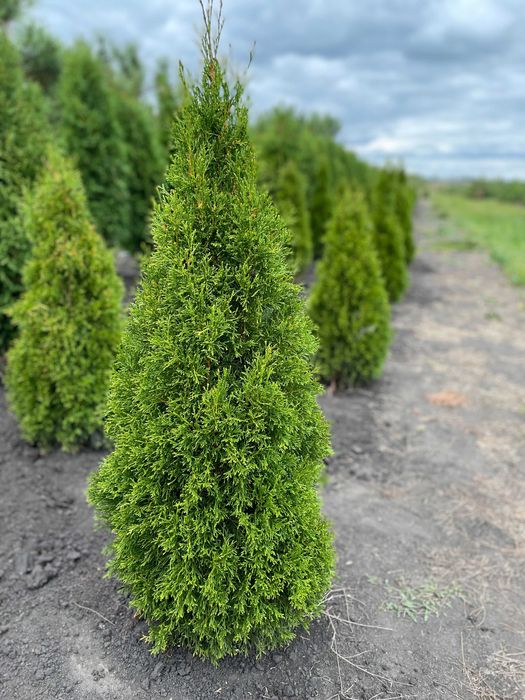 Туя смарагд (1.2 м)
